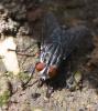 Sarcophaga sp.